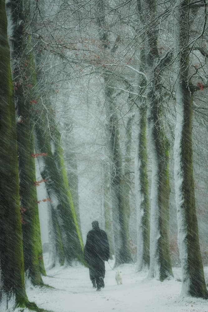 Winter Forest Walk by Saskia Dingemans — canvas wall art