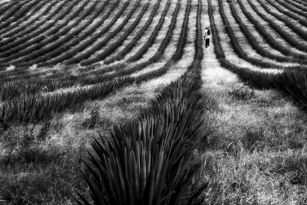 Agave Field Walk by Foad Mirzaie — canvas wall art