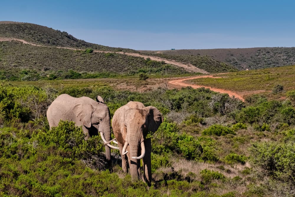 African Savanna Elephants by Dan Edwards — canvas wall art