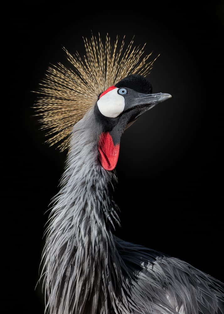 Majestic Crowned Crane by fegari — canvas wall art
