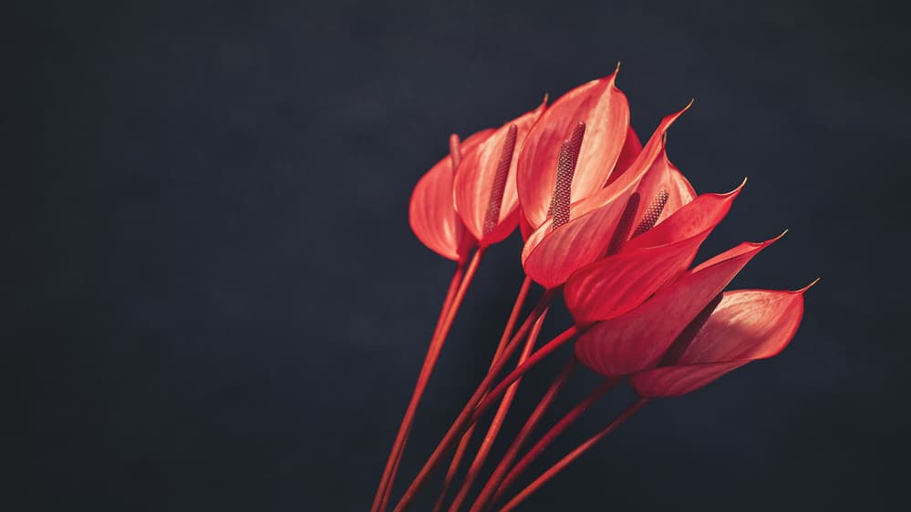 Vibrant Red Anthuriums by Lech Radecki — canvas wall art