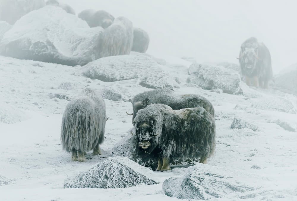 Arctic Muskoxen Herd by Giuseppe DAmico — canvas wall art
