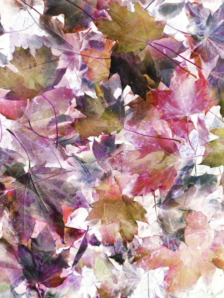 Vibrant Autumn Leaves by Angelo Cerantola — canvas wall art