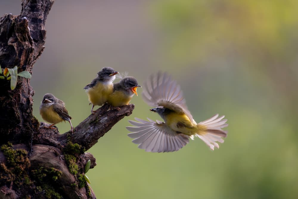 Flying Bird Feeds Chicks by Lisdiyanto Suhardjo — canvas wall art