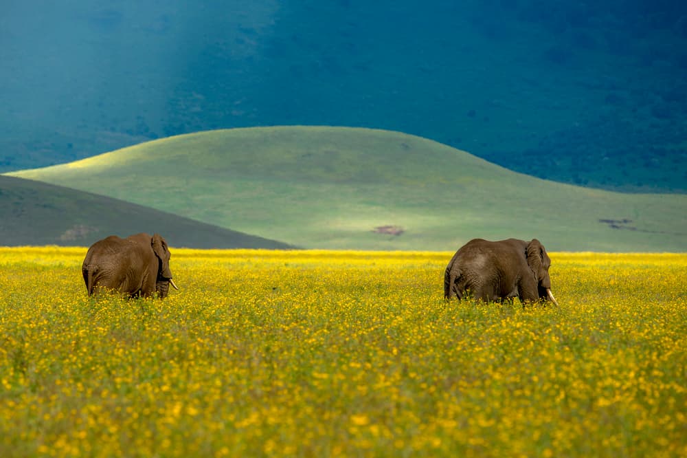 Elephants in Golden Meadow by Eyal Amer — canvas wall art