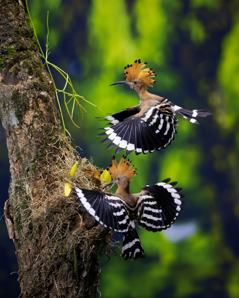 Hoopoe Birds in Flight by Lisdiyanto Suhardjo — canvas wall art