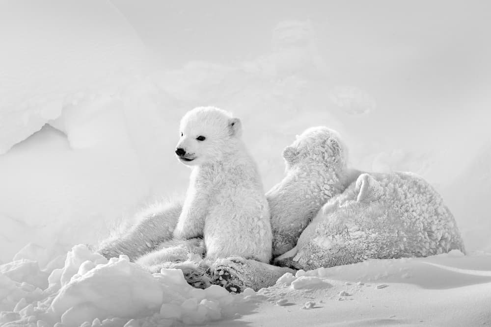 Arctic Cub Family by Hung Tsui — canvas wall art