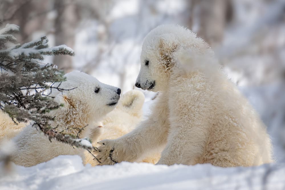 Playful Polar Cubs by Siyu_Wei APA — canvas wall art