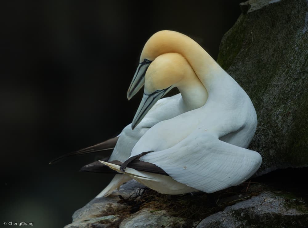Gannet Pair Embrace by Cheng Chang — canvas wall art