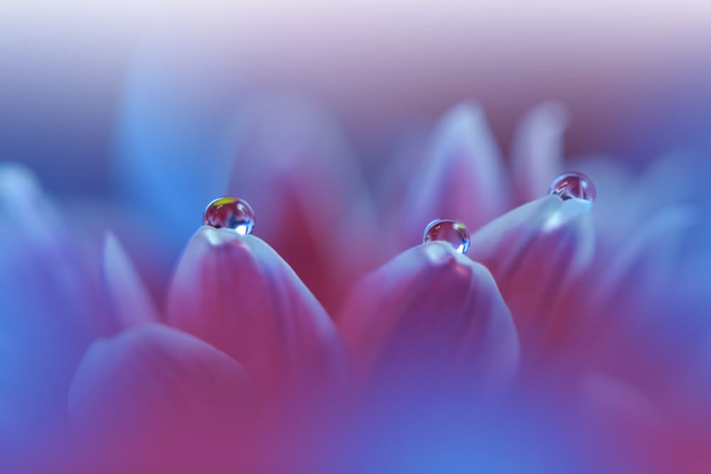 Dewy Flower Petals by Juliana Nan — canvas wall art