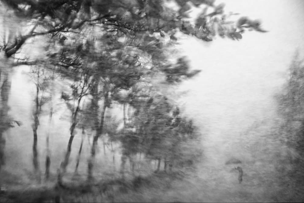Dreamy Rainy Forest by Ekkachai Khemkum — canvas wall art