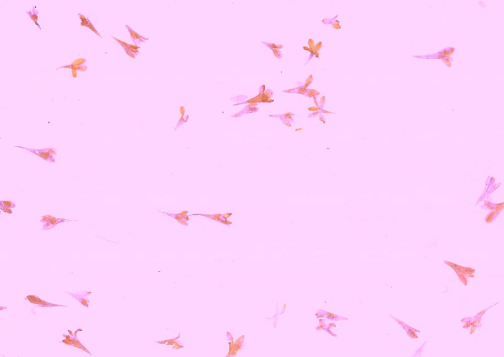 Scattered Pink Petals by Santhosh ch — canvas wall art