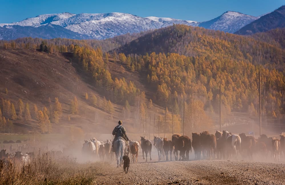 Autumn Horse Herding by Haim Rosenfeld — canvas wall art