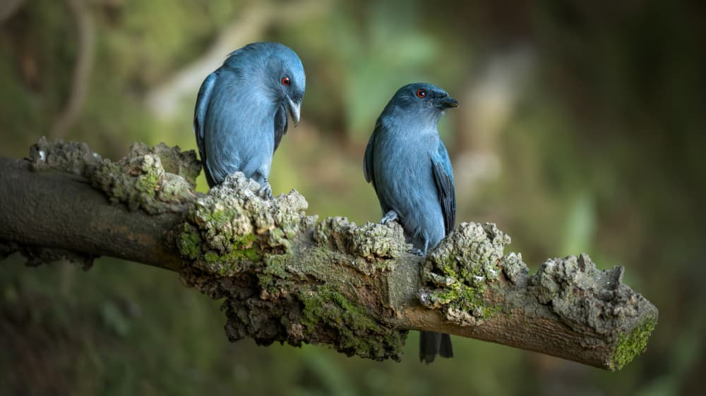 Two Deep Blue Birds by tianhuayu — canvas wall art