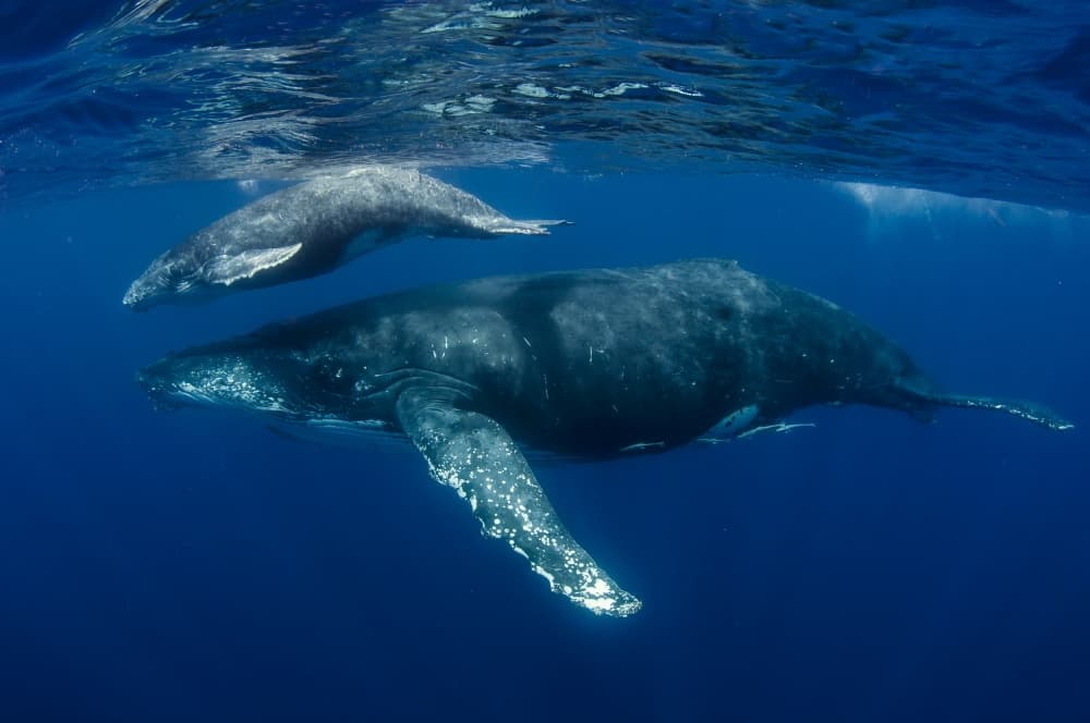 Humpback Mother and Calf by Cédric Péneau — canvas wall art