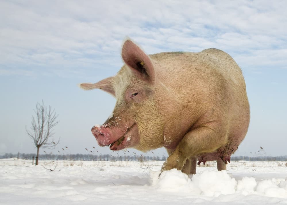 Joyful Pig In Snow by Gert van den Bosch — canvas wall art