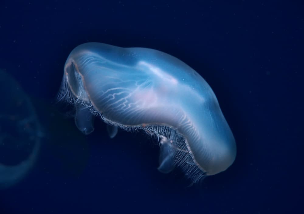 Luminous Sea Creature by Kaisyakuji Yushi — canvas wall art