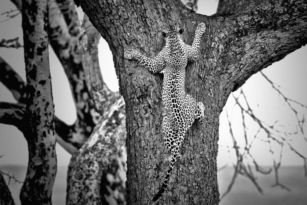 Leopard Climbing Tree by Nicolás Merino — canvas wall art