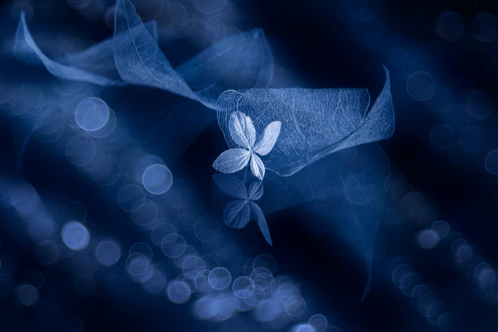 Blue Dream Petal by Igor Kopcev — canvas wall art