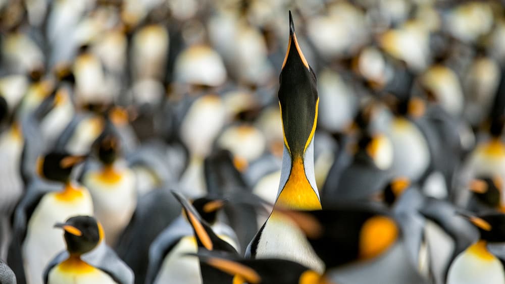 King Penguin Upward Gaze by Joan Gil Raga — canvas wall art