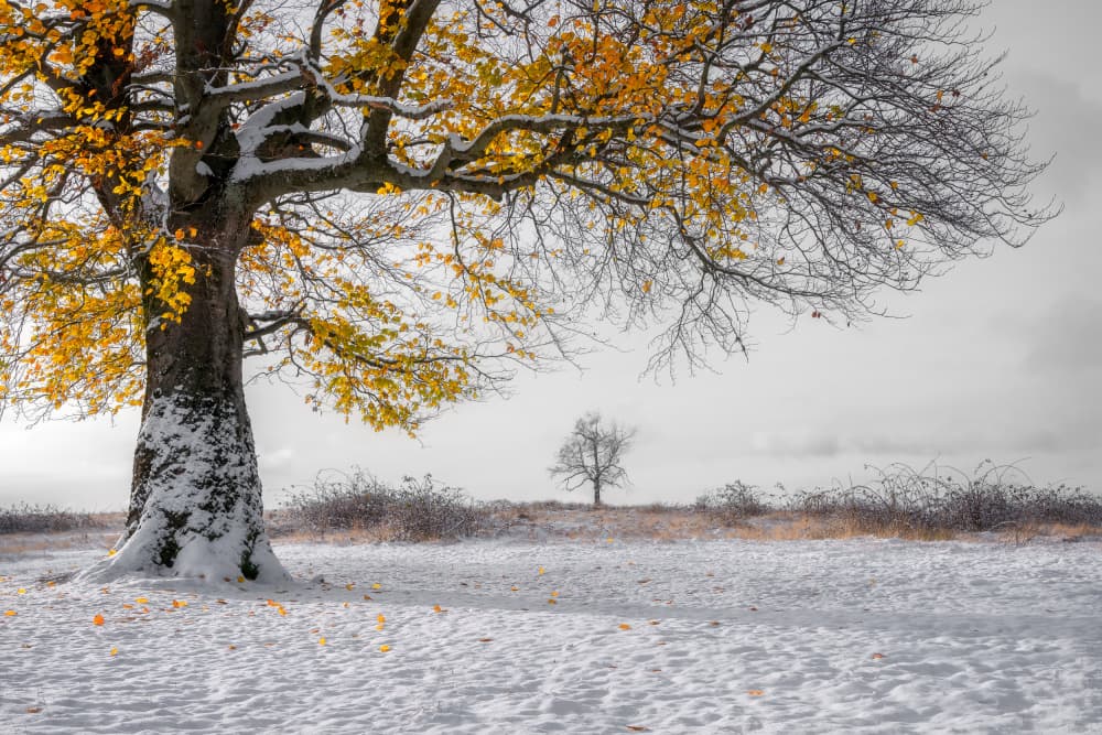Snowy Golden Autumn Tree by Eduard Andrica — canvas wall art