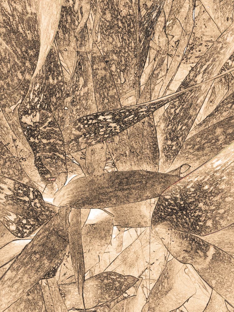 Sepia Botanical Sketch by Santhosh ch — canvas wall art