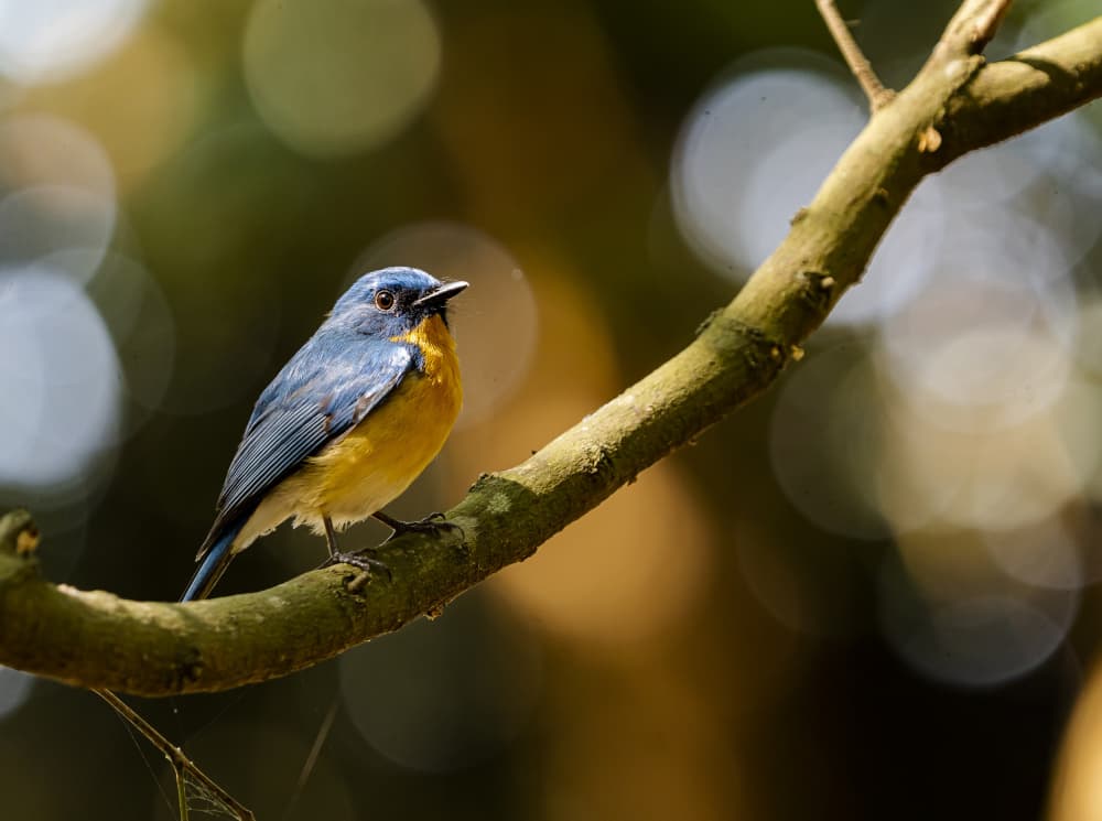 Blue Orange Forest Bird by Nikhil Parnandi — canvas wall art