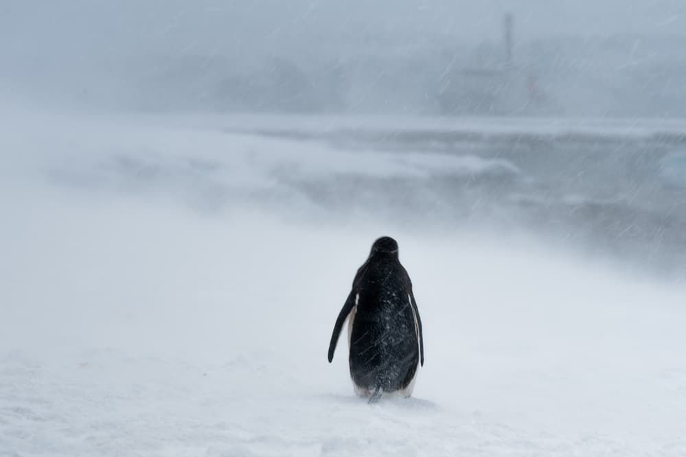 Penguin in Snow Storm by Jie Fischer — canvas wall art