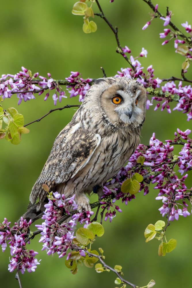 Owl in Spring Blossoms by Caroline Wirtz — canvas wall art