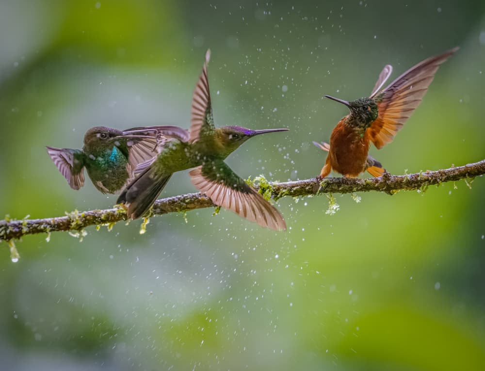 Hummingbird Water Play by Eugene Zhu — canvas wall art