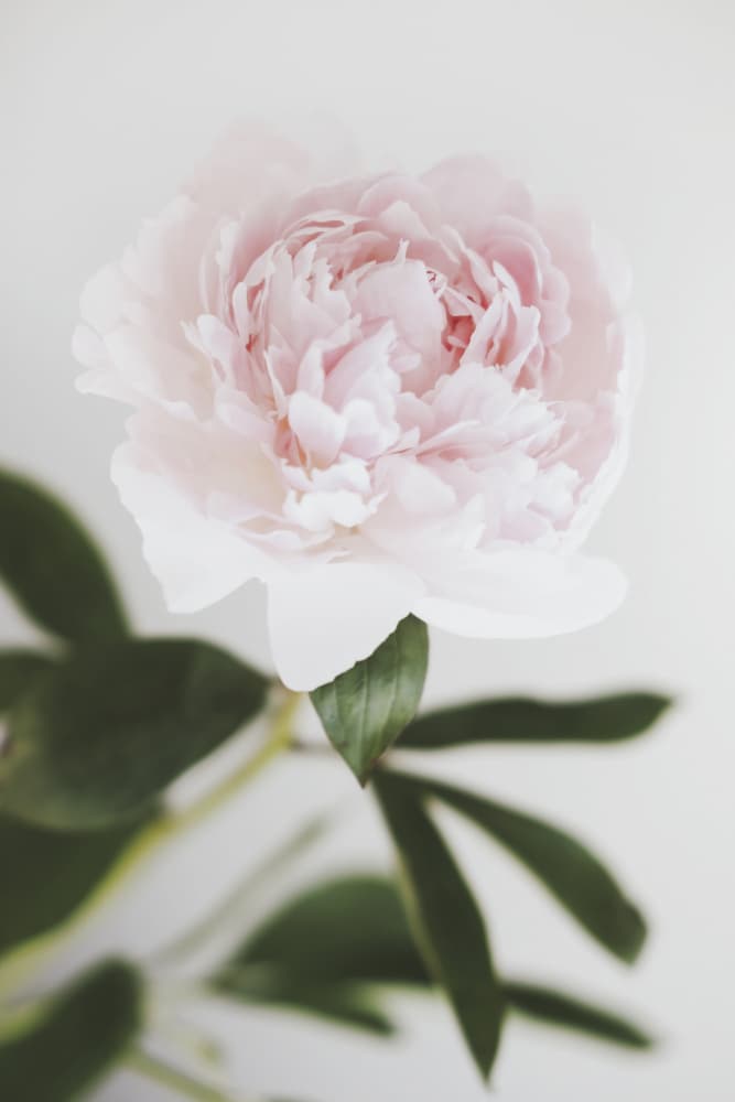 Soft Pink Peony by Pictufy Studio III — canvas wall art
