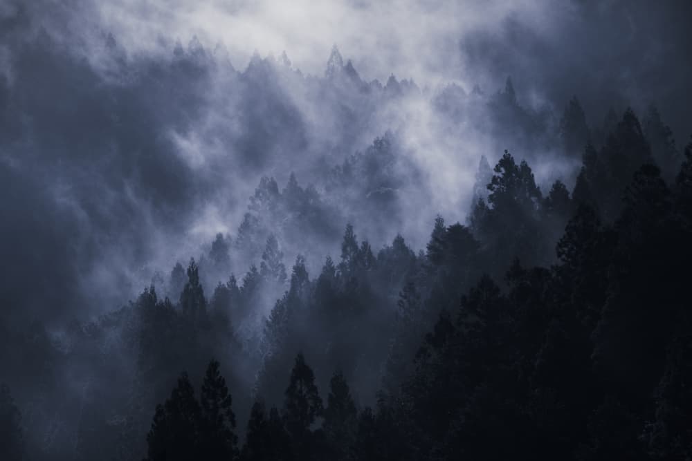 Foggy Mountain Forest by 市岡弘光 — canvas wall art
