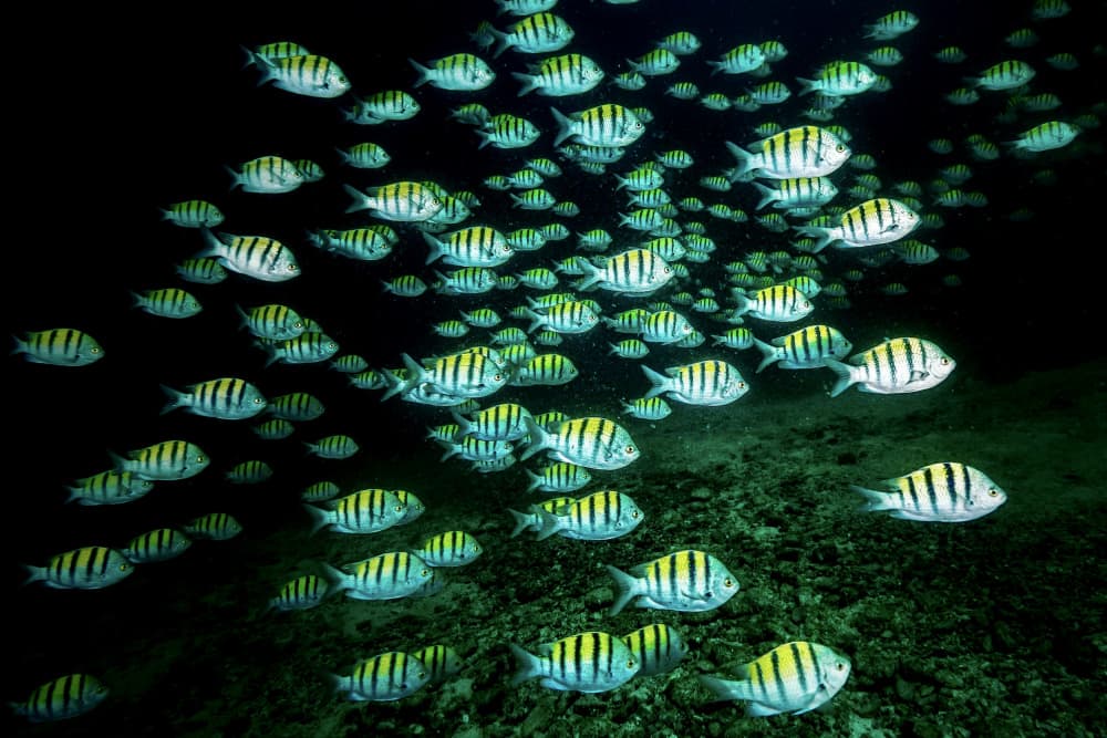 School of Striped Fish by Serge Melesan — canvas wall art