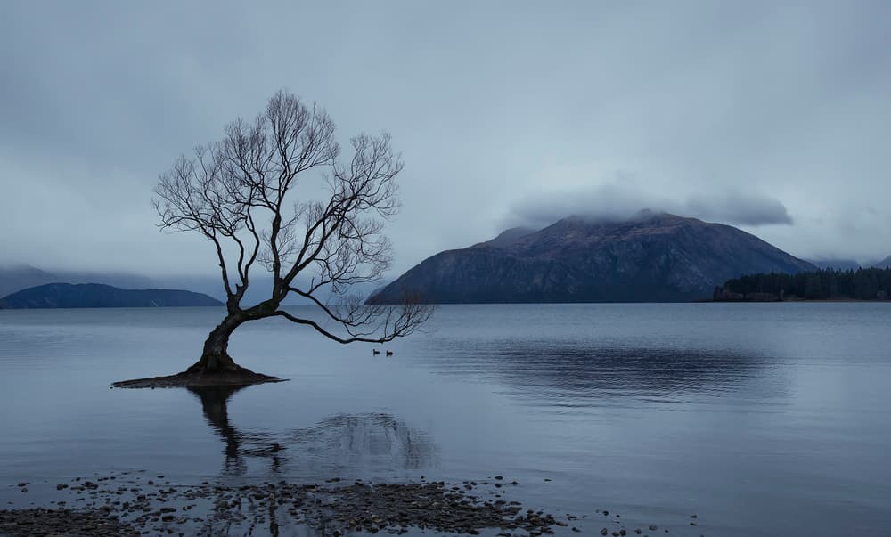 Lone Tree Serene Lake by Yu Cheng — canvas wall art