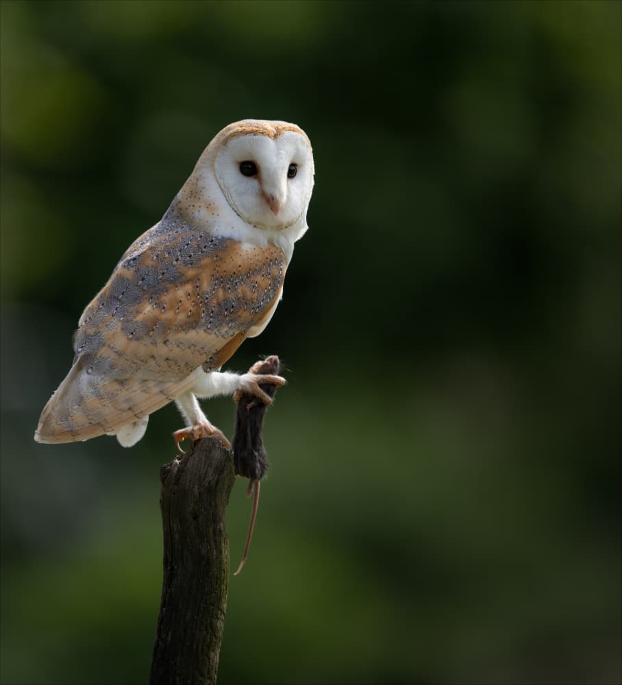 Barn Owl With Prey by Chris Coenders — canvas wall art
