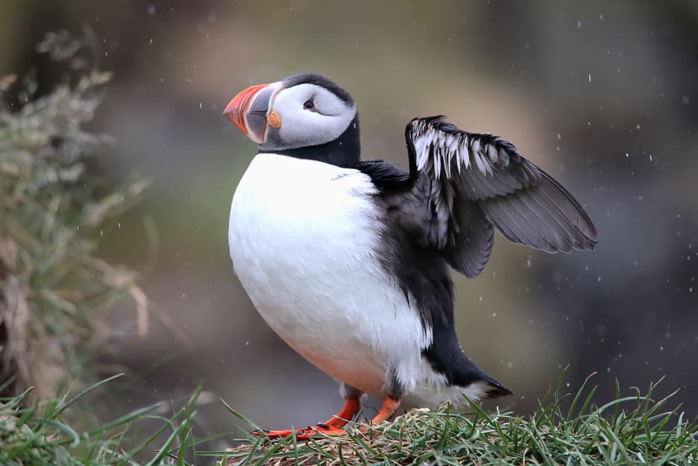 Atlantic Puffin Stretching by Judith Kuhn — canvas wall art
