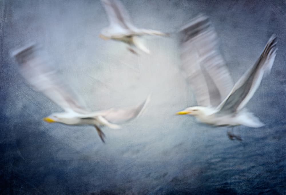 Dynamic Seagull Flight by Katarina Holmström — canvas wall art