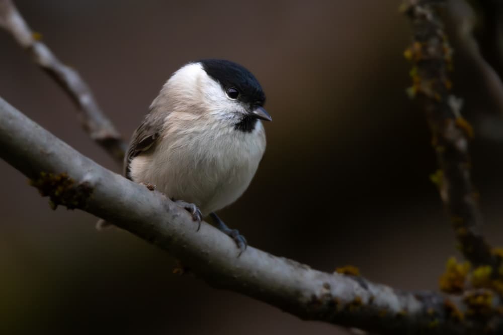 Marsh Tit on Branch by Robert Istodor-Iocsa — canvas wall art
