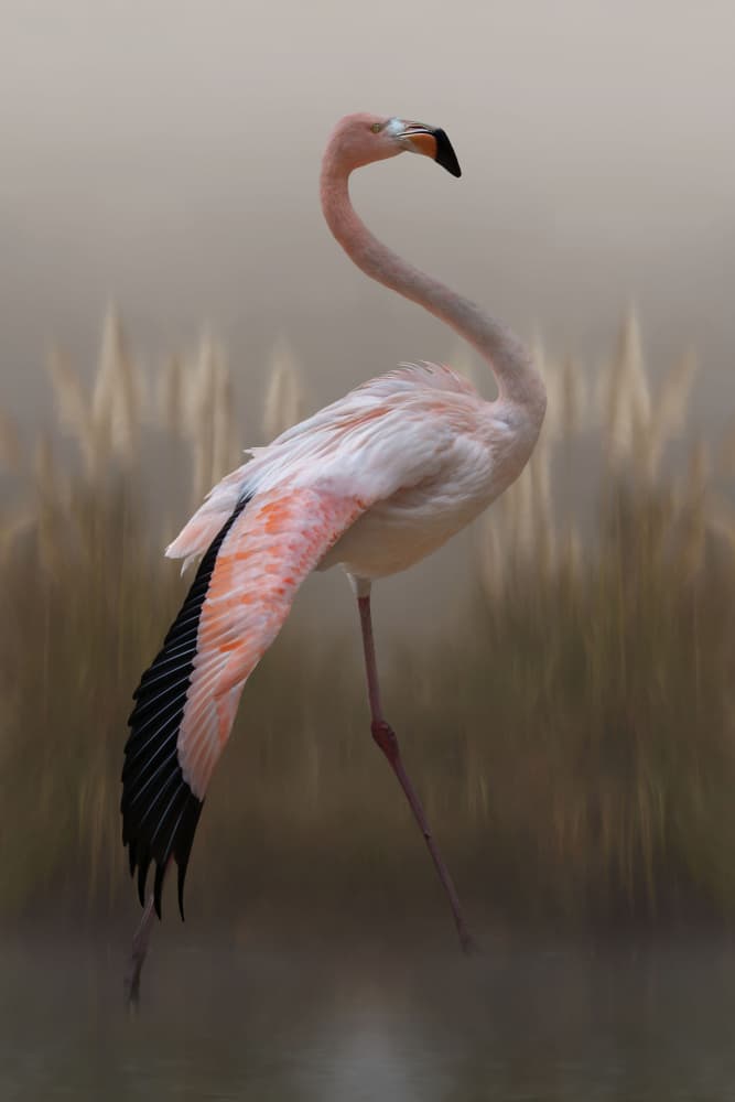 Graceful Flamingo by Krystina Wisniowska — canvas wall art