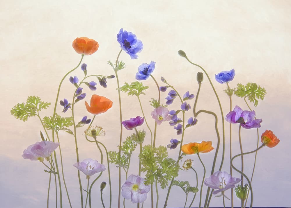Ethereal Garden Blooms by Catherine Wang — canvas wall art