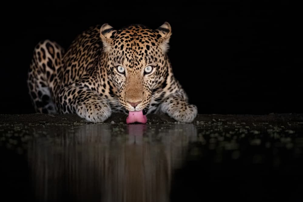Leopard Drinking at Night by Jennifer Lu — canvas wall art