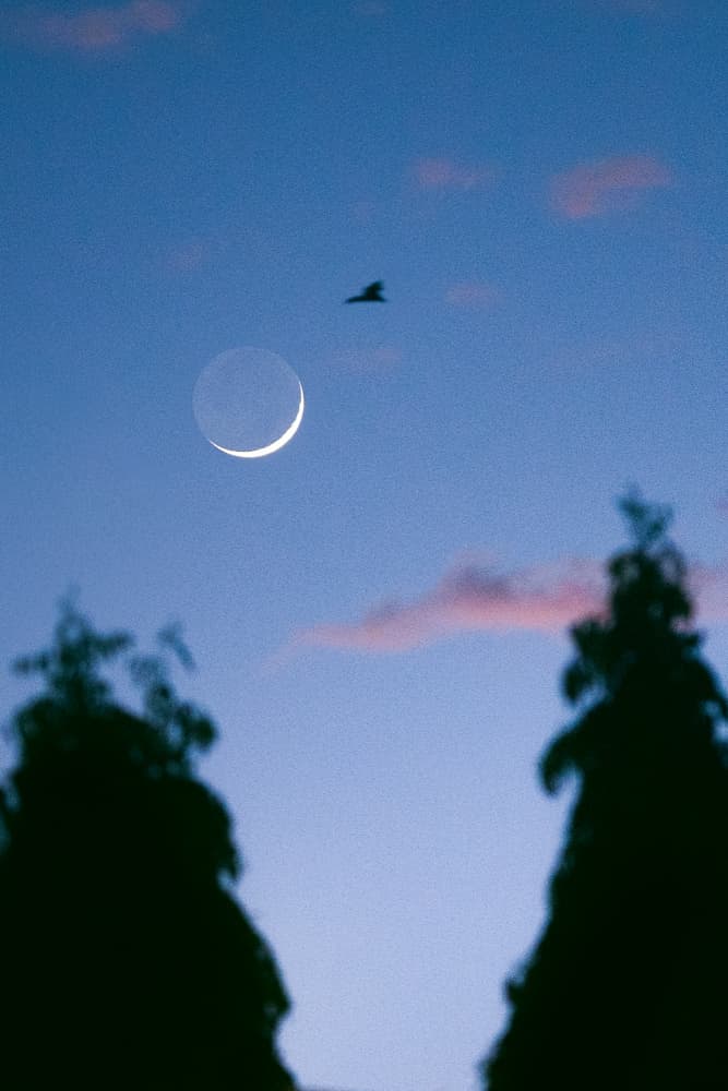 Twilight Bird Crescent Moon by Ryan Braxton — canvas wall art