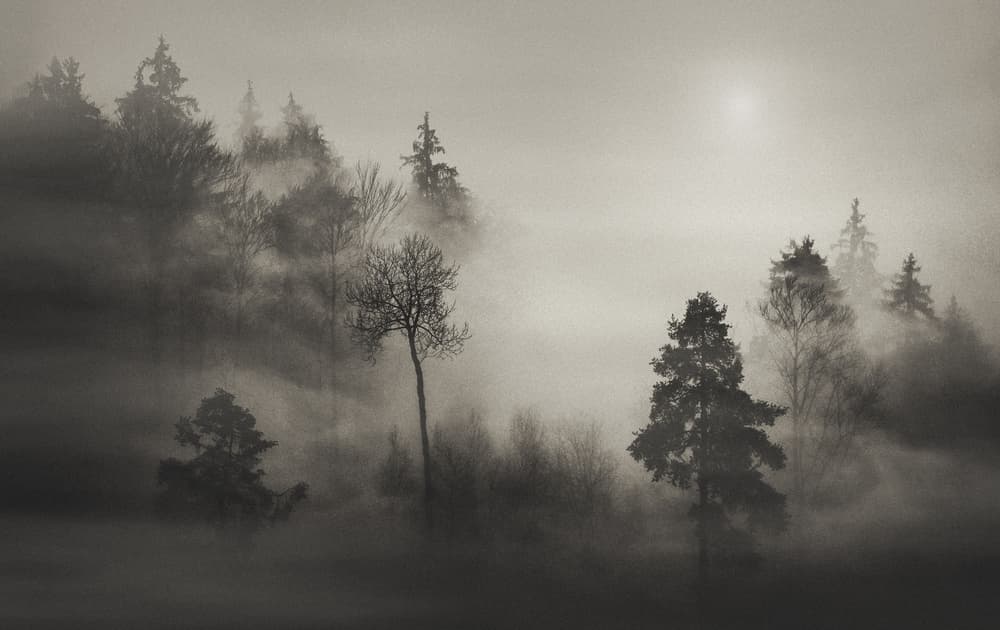 Misty Forest Light by Samir Pajic — canvas wall art