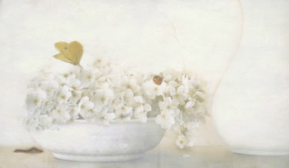 Butterfly on White Blooms by Delphine Devos — canvas wall art
