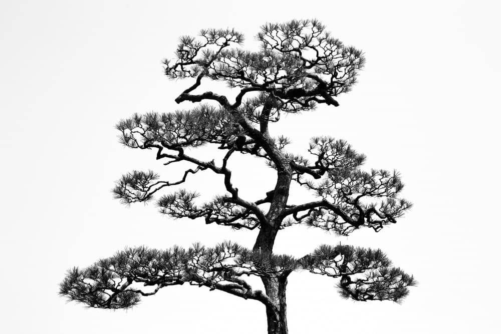 Elegant Bonsai Pine by Andrea Nero — canvas wall art
