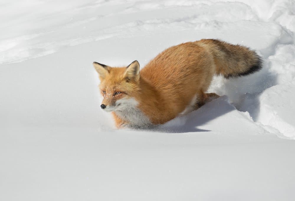 Red Fox In Snow by Jasmine Suo — canvas wall art