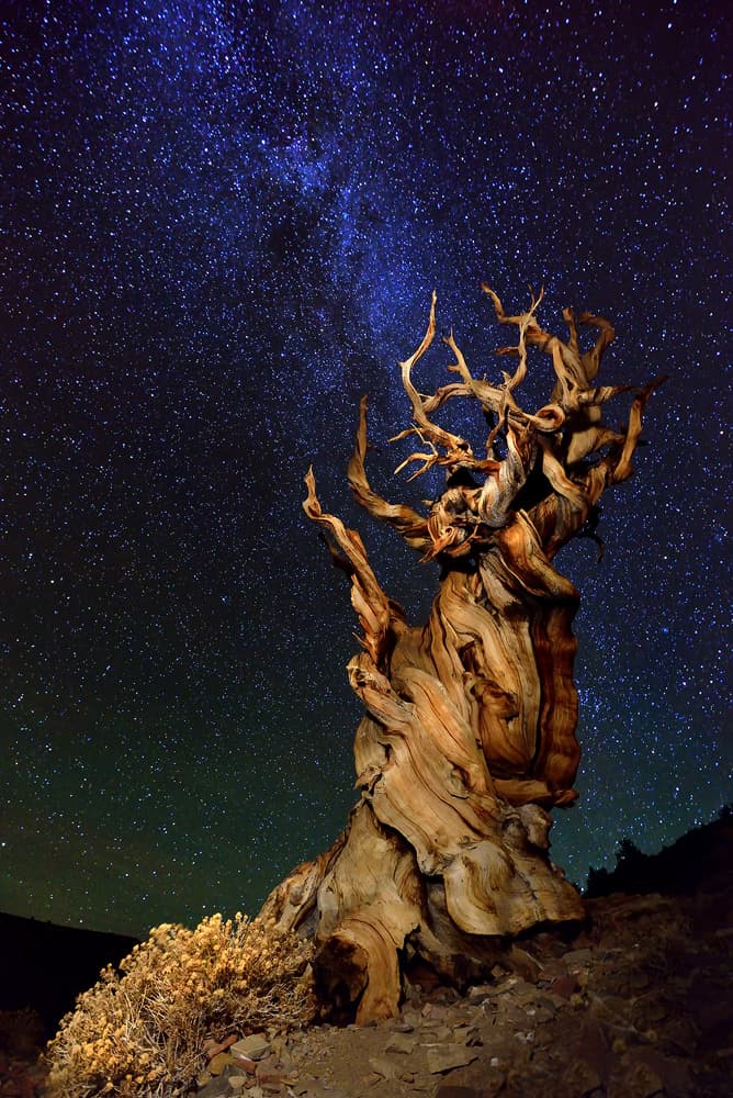 Ancient Tree Starry Night by Tanja Ghirardini — canvas wall art