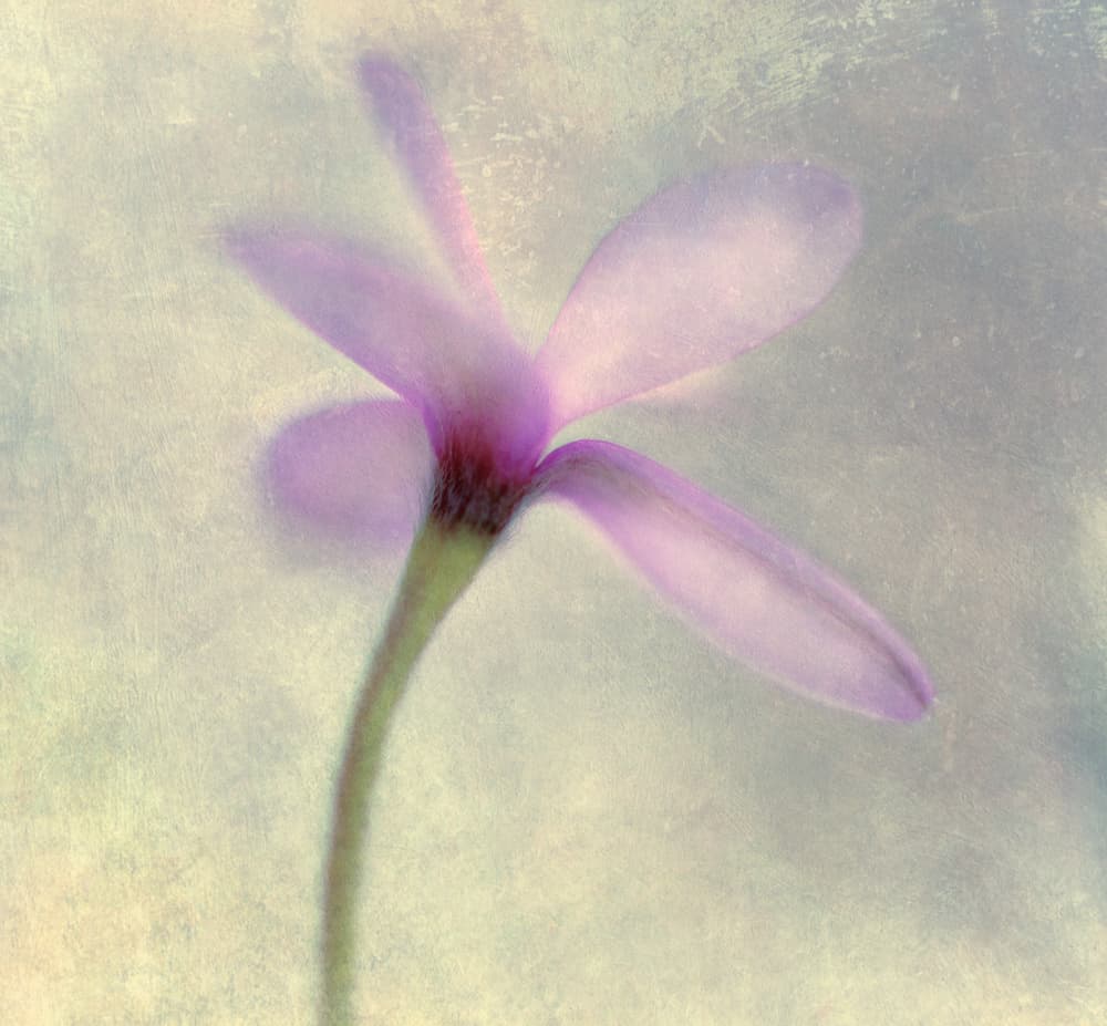 Ethereal Purple Bloom by Corinna van der Ven — canvas wall art