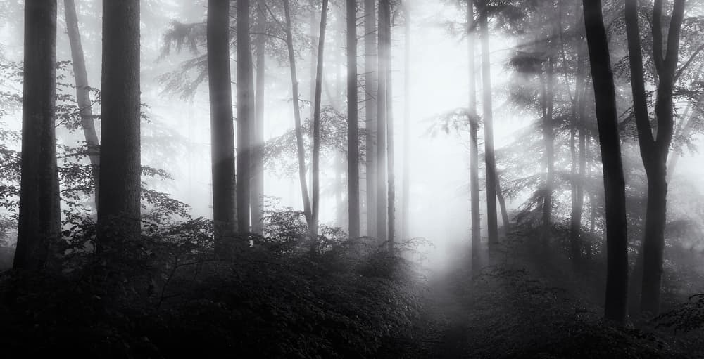 Misty Forest Path by Norbert Maier — canvas wall art