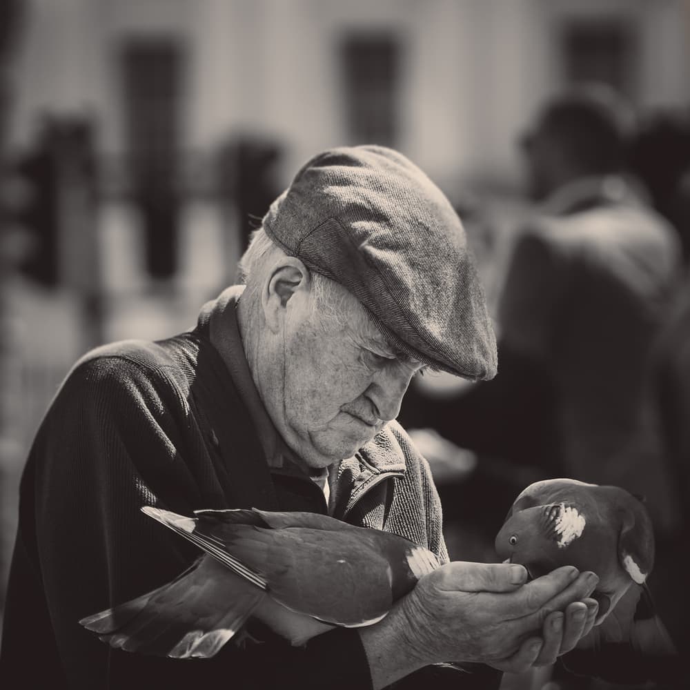 Gentle Man Feeds Pigeons by Nader El Assy — canvas wall art
